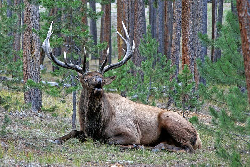 Study: Elk May Eventually Adapt to Better Handle CWD