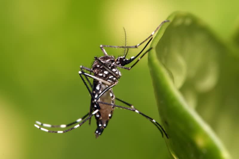 Exotic Mosquito-borne Illness Arrives in the United States