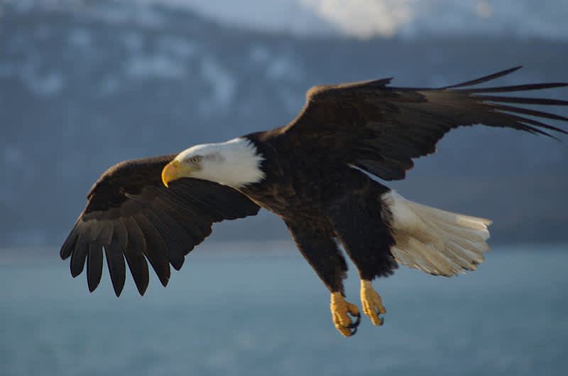 Video: Bald Eagle Struggling to Swim after Big Catch