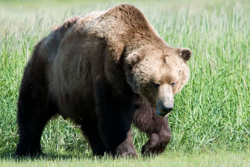 Alaska Man Shoots, Kills Aggressive Bear with Hi-Point Pistol