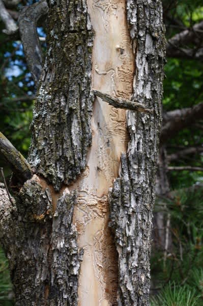 Emerald Ash Borer and Your Hunting Land
