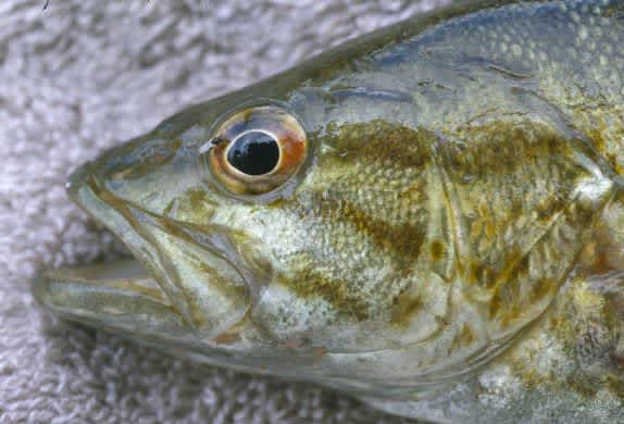 Scientists Report Finding Intersex Fish in Pennsylvania