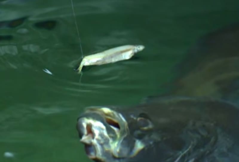 Video: The Science Behind a Fish Bite