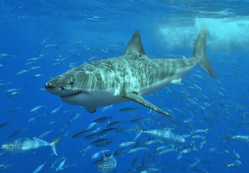 Video: Great White Shark Chokes on Sea Lion Near Australian Beach