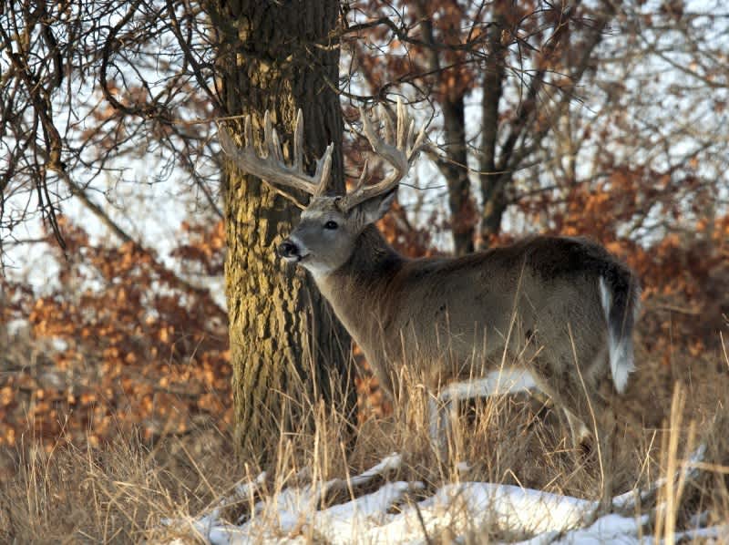 The Four Best Weeks for a Whitetail Hunting Road Trip