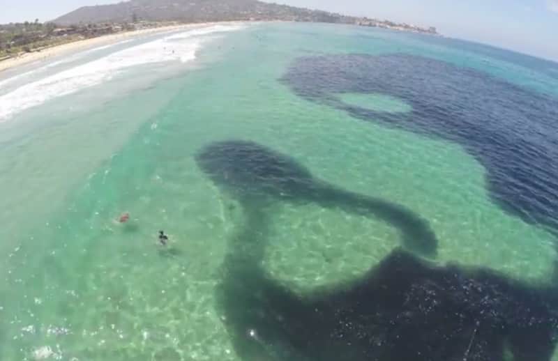 Video: Anchovies Mistaken for Oil Slick off California Coast