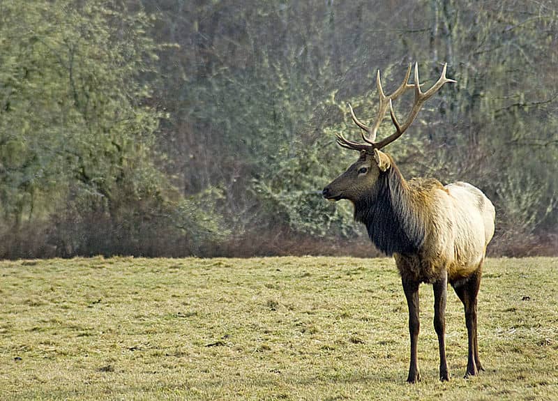 “Selfies” Stress Out Idaho Bull Elk