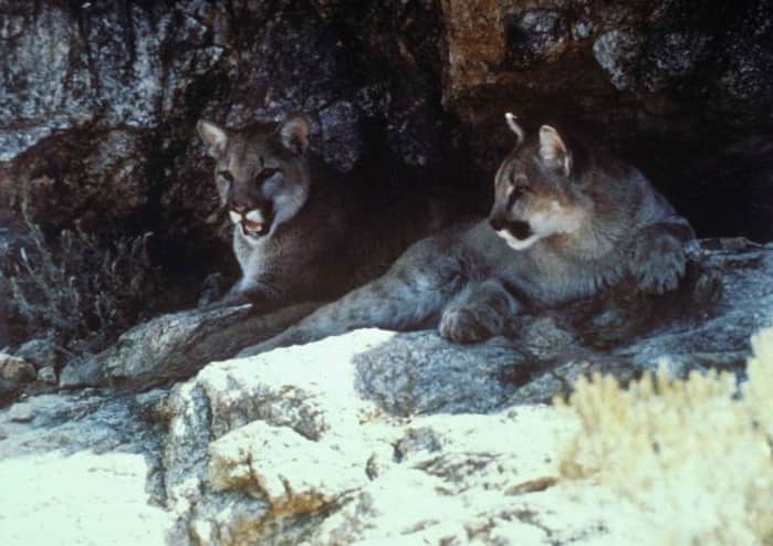 Study Finds More Mountain Lions Sticking Together