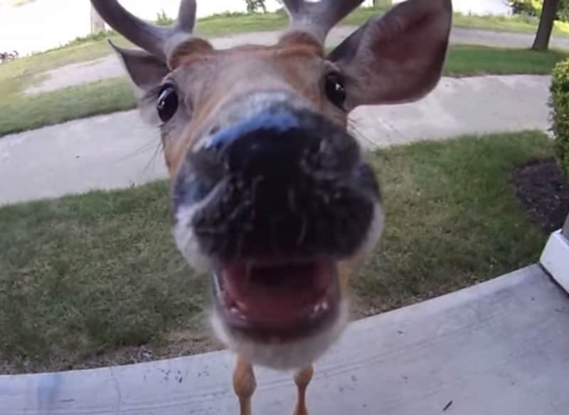 Video: Curious Deer Befriends Camera, Licks Lens