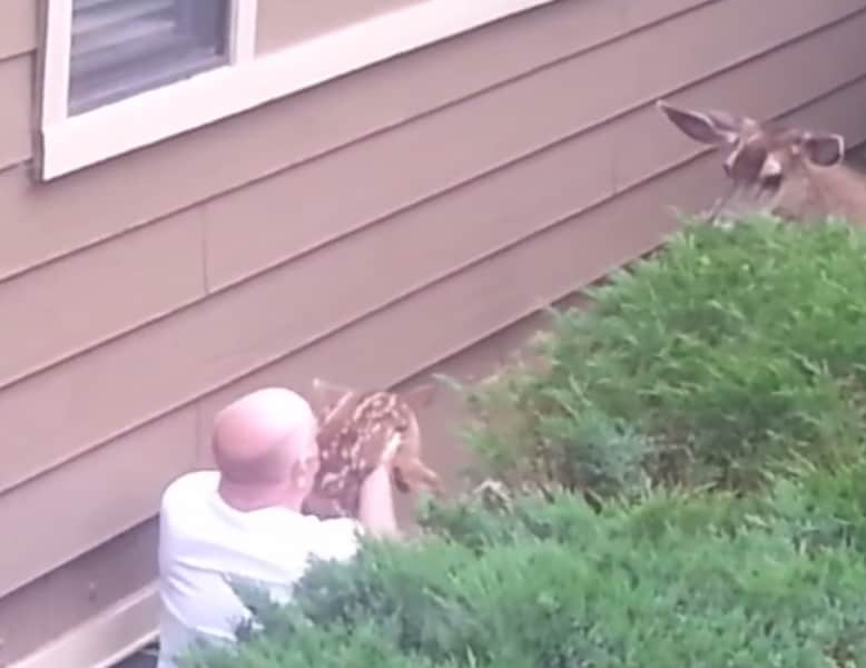 Video: Homeowner Saves Fawn as Doe Watches On