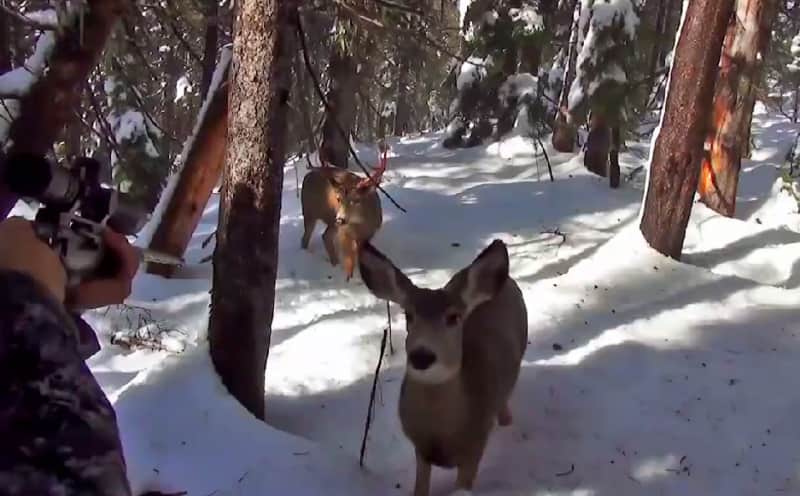Video: Deer Give Stealthy Hunter a Sniff