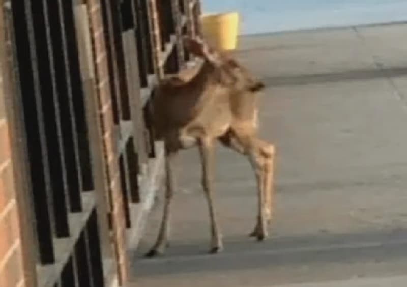 Rabid Deer Attacks Pennsylvania Woman