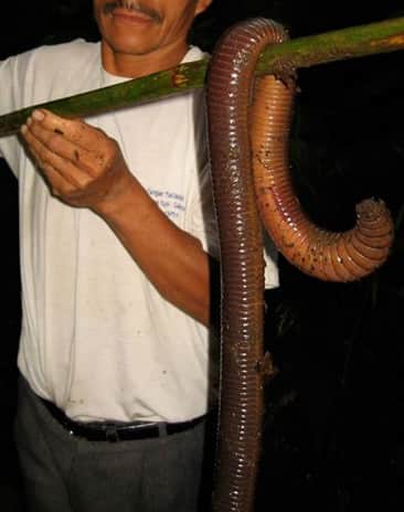 Photo Purports to Show Giant Worm-like Creature