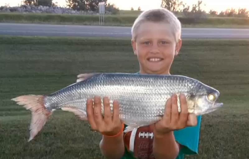 North Dakota Nine-year-old Catches Possible World Record Goldeye