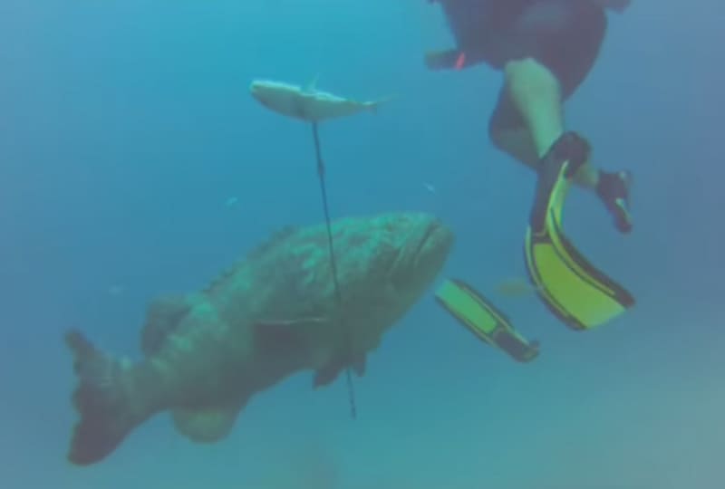 Video: Goliath Grouper Disables Spearfisherman, Steals Fish