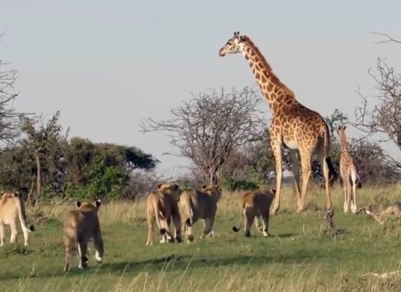 Video: Mother Giraffe Fends Off Lion Pride