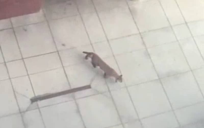Mountain Lion Tranquilized after Invading Utah Mall