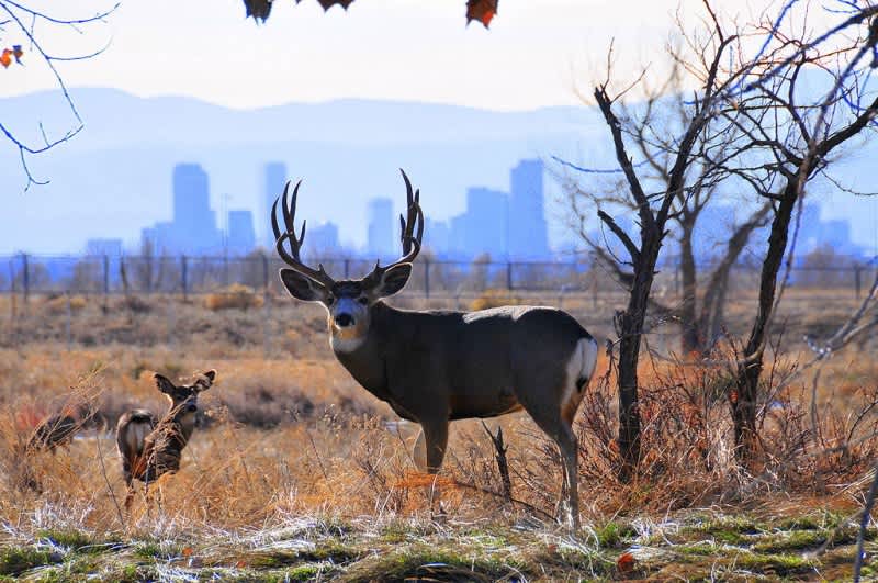 Conservationists Urge Action as Mule Deer Dwindle in Colorado