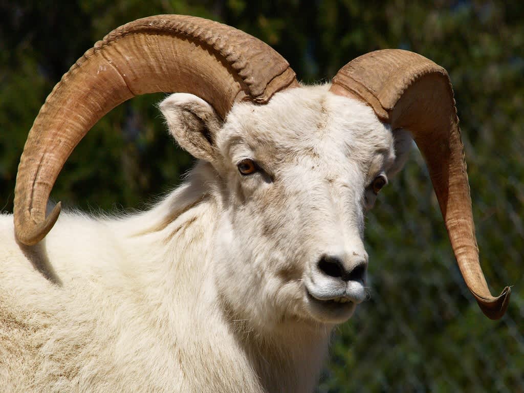 Drastic Decline in Alaska Dall Sheep Closes Hunting Season