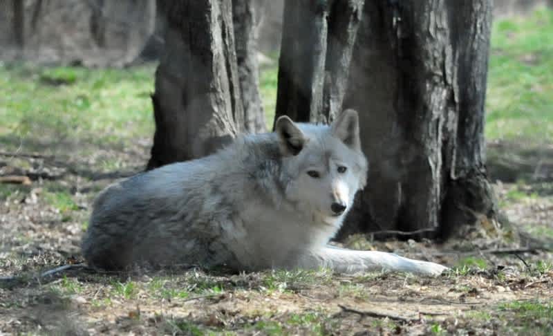 Michigan Conservation Act Passed, Wolf Hunt Protected