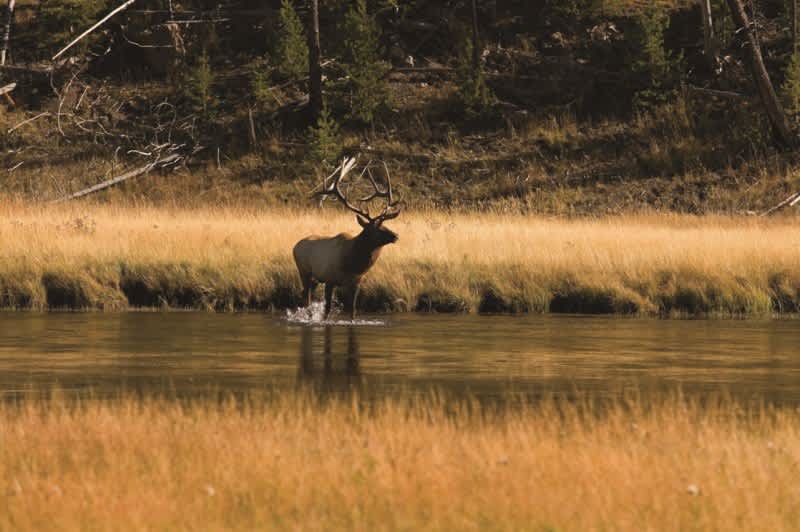 August is Elk Country Conservation Month at Bass Pro Shops