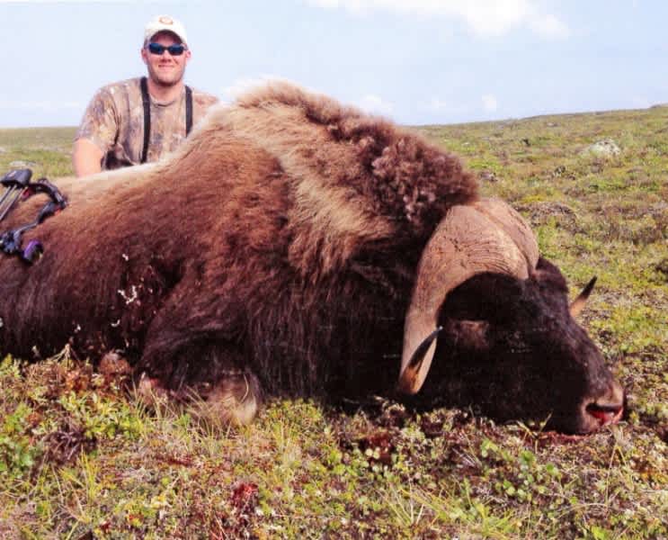 The Pope & Young Club Announces a Potential New World’s Record Muskox