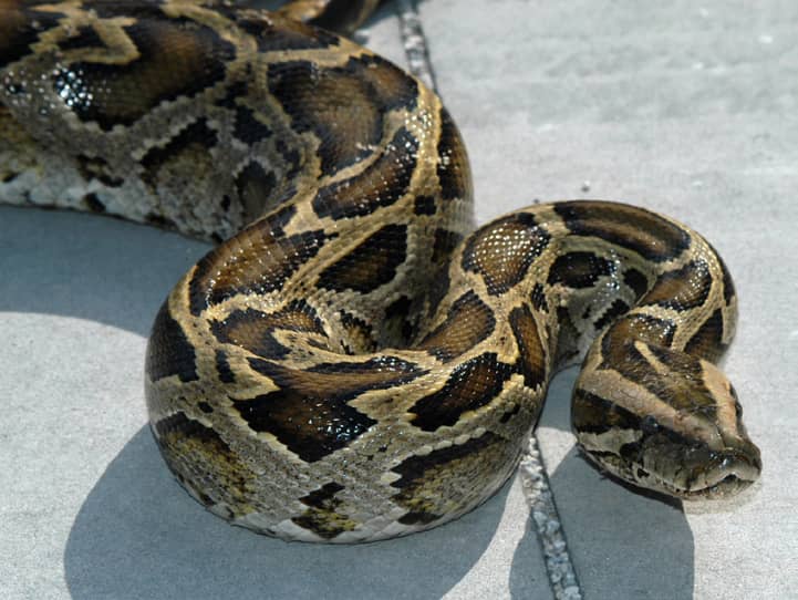 Florida Police Catch 12-foot, Cat-eating Python