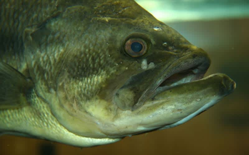 Video: Topwater Bass Attacks