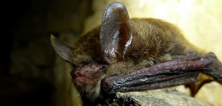 U.S. Fish and Wildlife Service Offers Online Information Sessions on Proposal to List Northern Long-eared Bat as Endangered