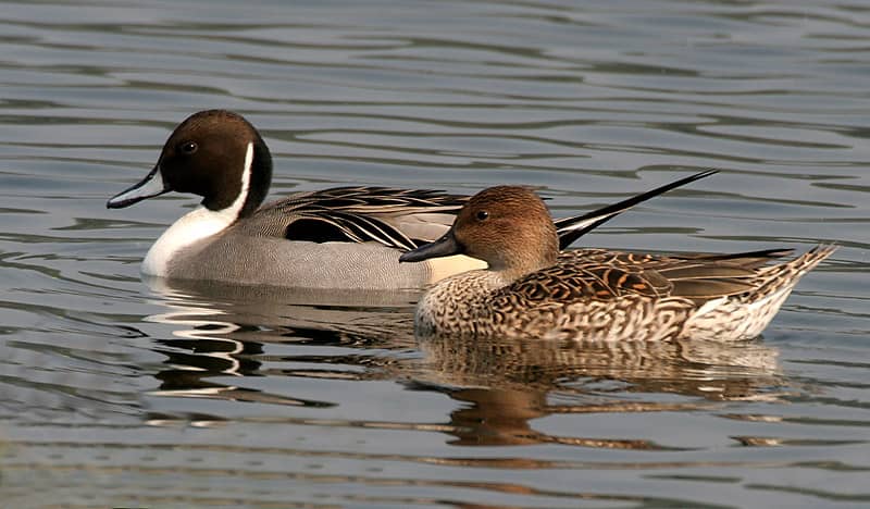 USFWS Proposes Liberal Waterfowl Season, Duck Population Growing