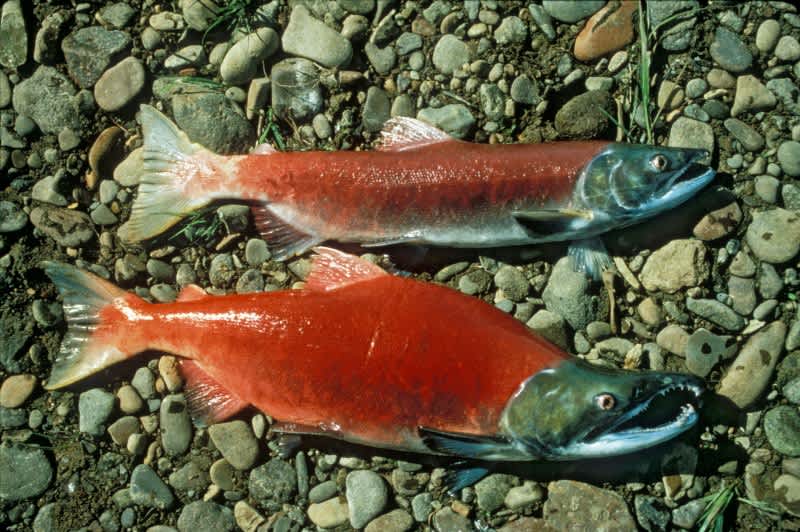 Study: Burst Swimming Causes Mortality in Salmon