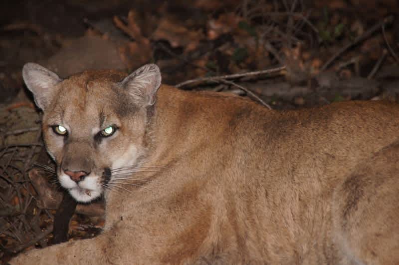California Mountain Lions are Increasingly Isolated, Becoming Inbred and Violent