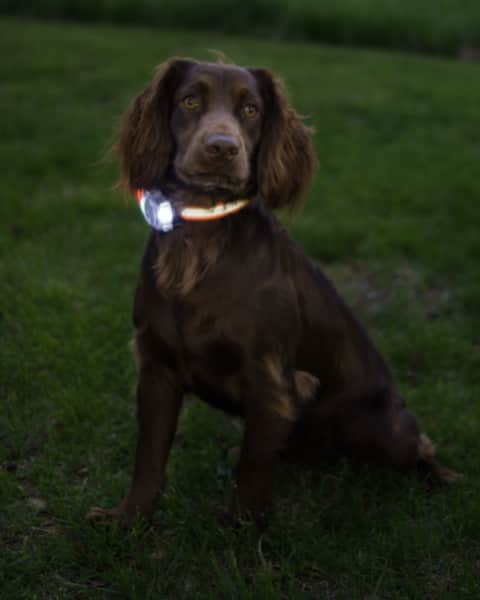 D.T. Systems Announces the New PetPal S.P.O.T. Lighted Training Collar