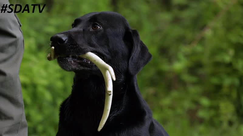 Whitetails, Mulies, and Elk Challenge the SportingDog Crew in New Episode