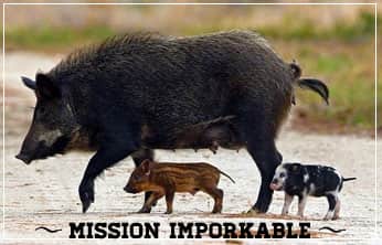 This Week on The Revolution – Mission Imporkable