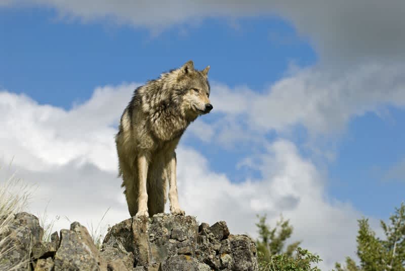 Washington State Authorizes Hunt for Sheep-killing Wolves