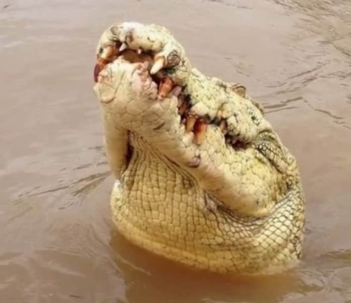 Albino Crocodile Kills Australian Angler Retrieving Snagged Line