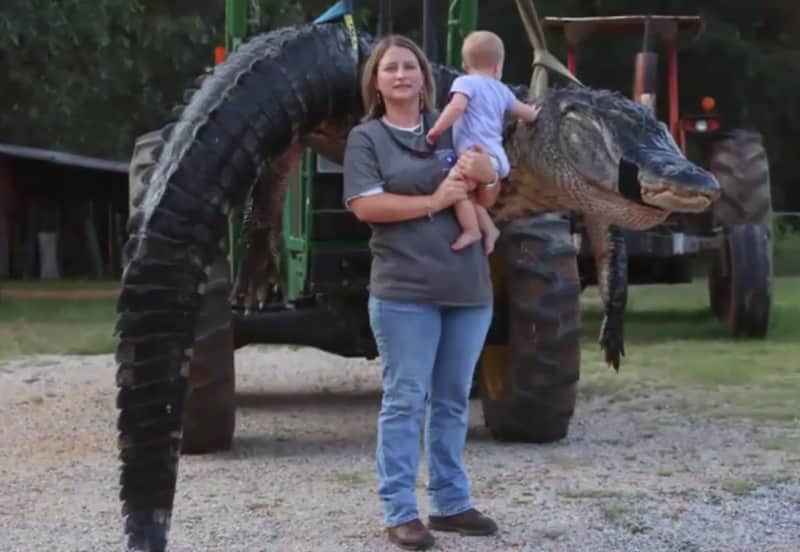 Massive 1,000-pound Alligator Harvested in Alabama, Potential World Record