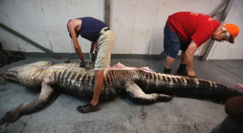 Intact Deer Found Inside 1,000-pound Alabama Alligator