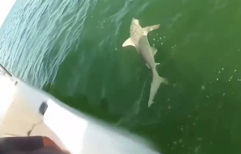 Video: Large Grouper Eats Angler’s Hooked Shark