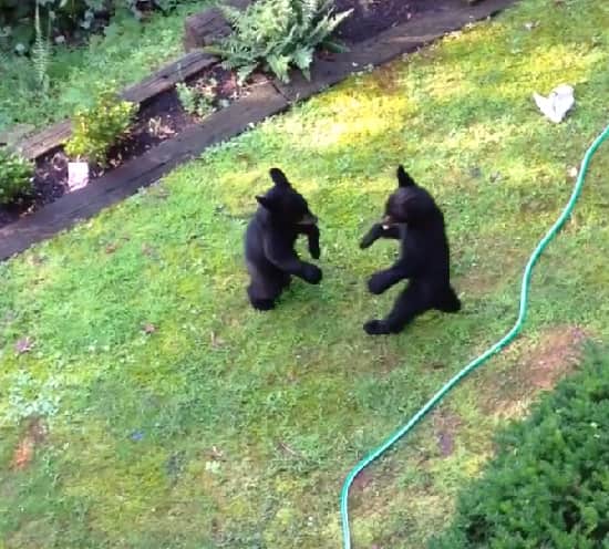 Video: Two Bear Cubs Start Boxing in Backyard