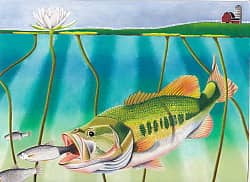 Students from across America Win Top National Honors in 16th Annual State-fish Art Contest