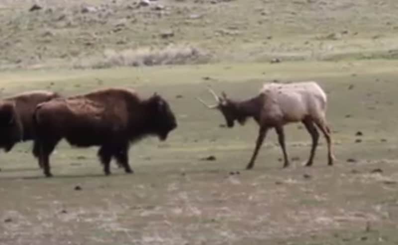 Video: Plucky Elk Confronts Bison Trio