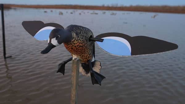 MOJO Presents the Blue Wing Teal