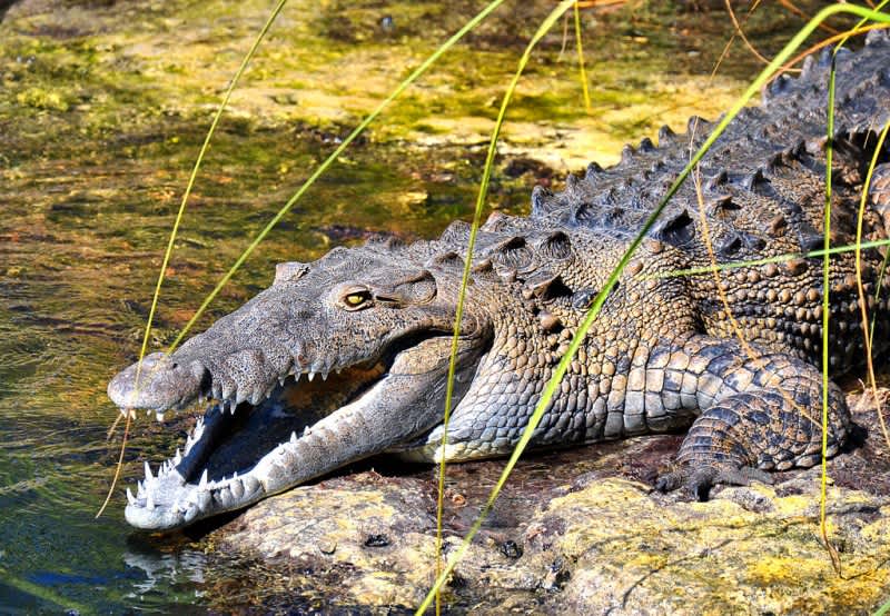 Florida Officials Confirm First Ever Wild Crocodile Attack in the US
