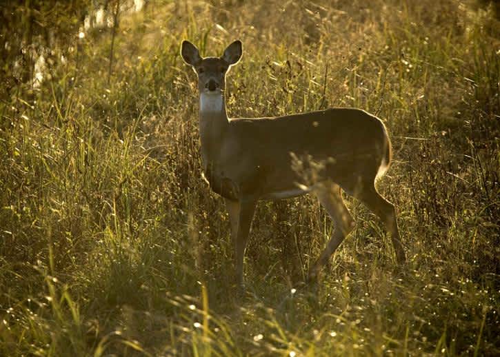 Louisiana Hunters Harvesting More Deer after Decade of Decline