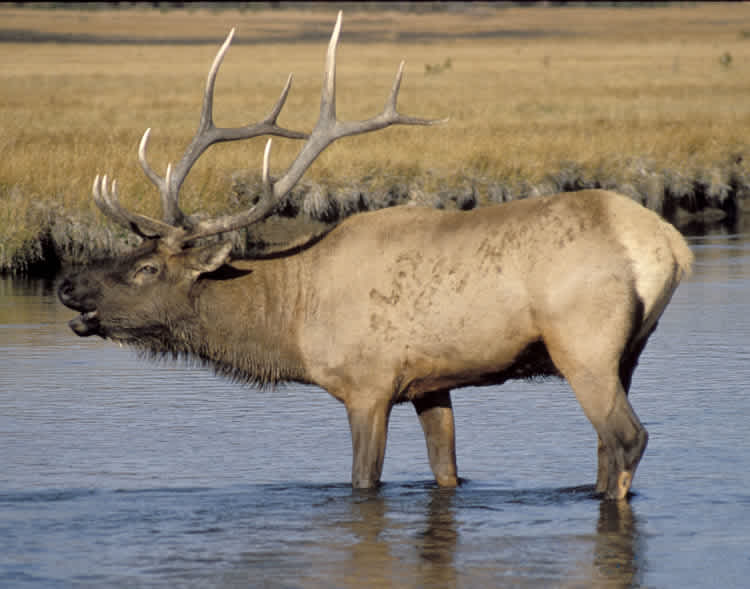 Officials Fear Washington Elk Hoof Disease May Have Spread to Oregon