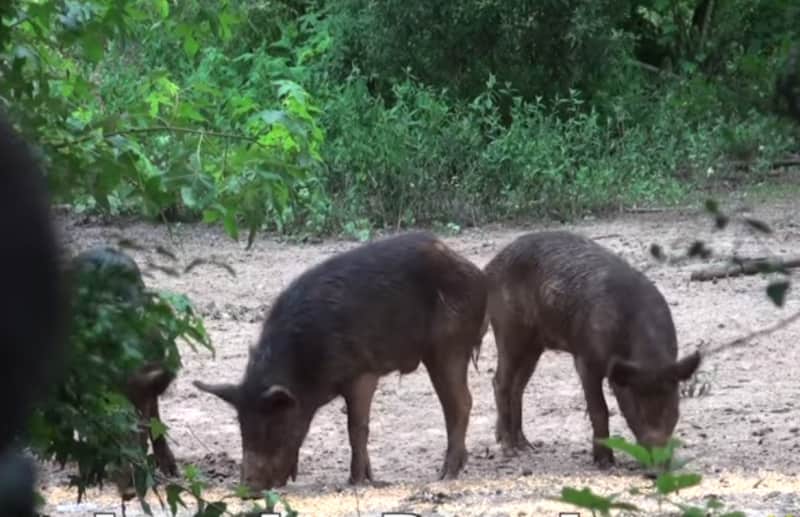 Video: Young Crossbow Hunter Bags Two Feral Hogs with One Shot