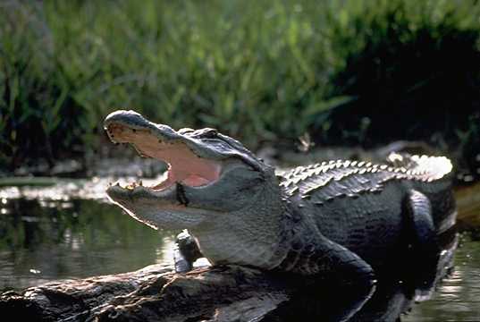 Florida Begins Alligator Season, Opens Refuge to Hunters
