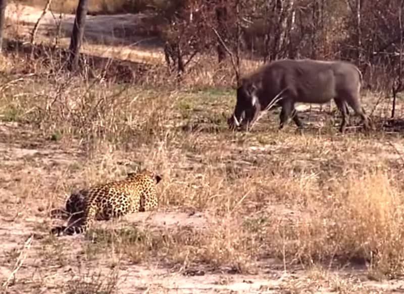 Video: Leopard Forgets How to Ambush Warthog